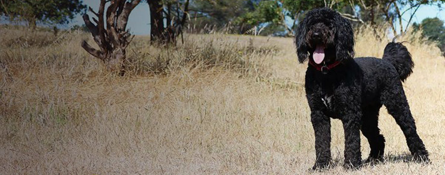 Belgian malinois best sale poodle mix